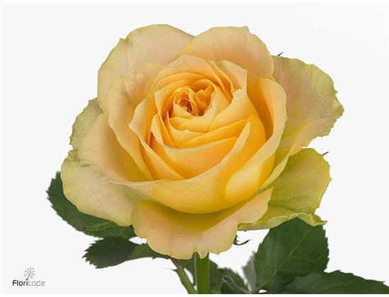 Vrtnica Garden Turtle c3573