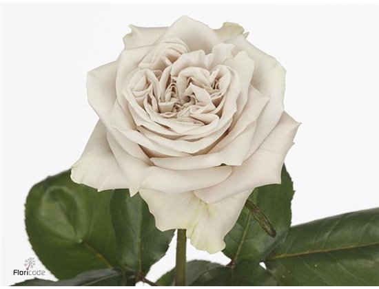 Vrtnica Garden Westminster Abbey c3574