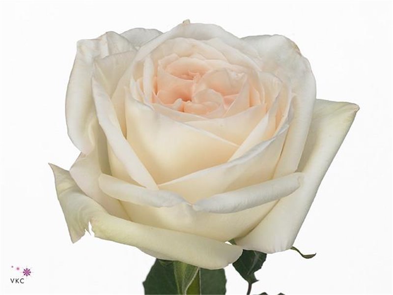 Vrtnica Garden White O'hara c3577