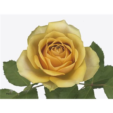 Vrtnica Golden Mustard c3579