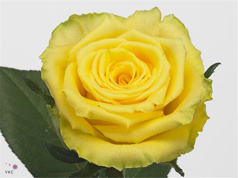 Vrtnica Good Times c3581