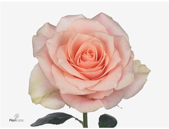 Vrtnica Harmony Peach c3583