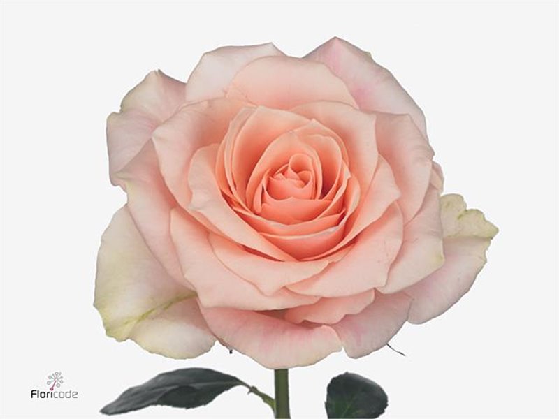 Vrtnica Harmony Peach c3583