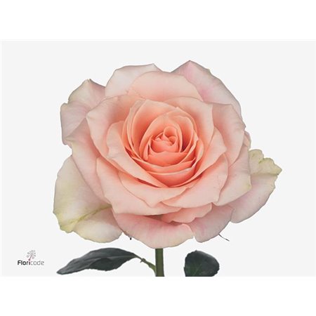 Vrtnica Harmony Peach c3583