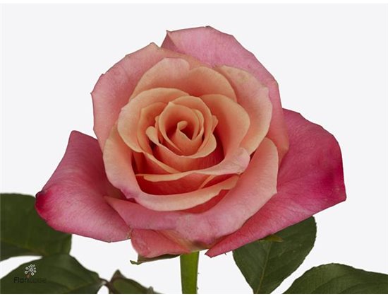 Vrtnica Harmony Peach c3584