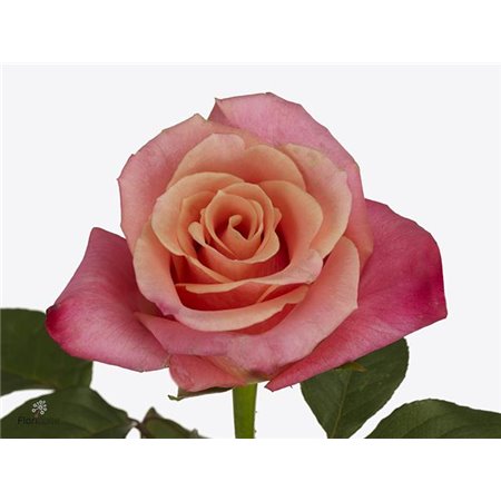 Vrtnica Harmony Peach c3584