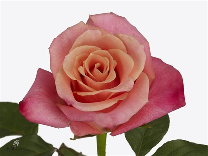 Vrtnica Helene c3585