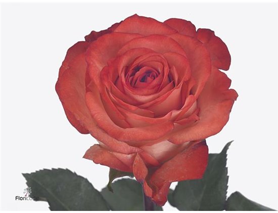 Vrtnica Hermosa c3590