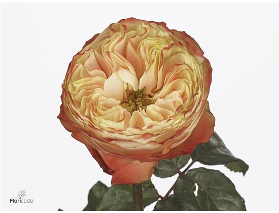 Vrtnica Karma-bb c3594