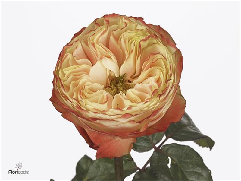 Vrtnica Karma-bb c3594