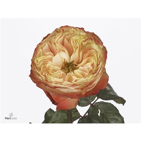 Vrtnica Karma-bb c3594