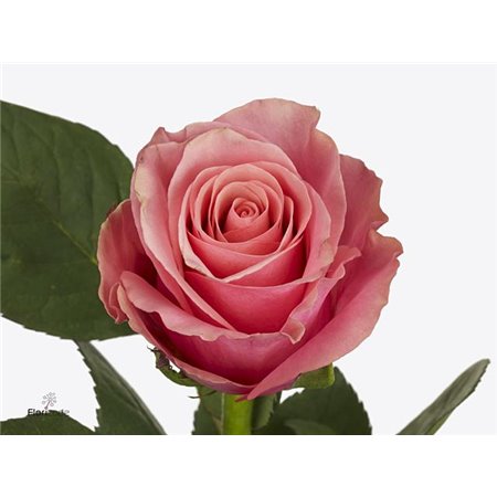 Vrtnica Light Pink Tacazzi c3595