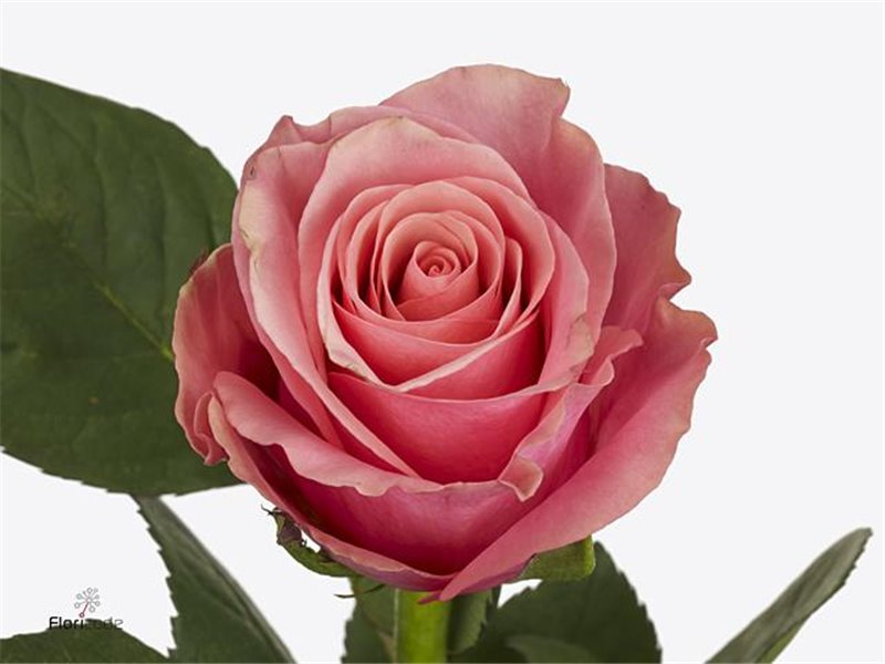 Vrtnica Light Pink Tacazzi c3596