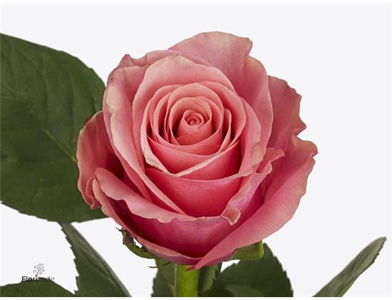 Vrtnica Light Pink Tacazzi c3597