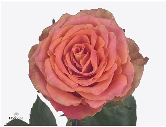 Vrtnica Love Pearl c3598