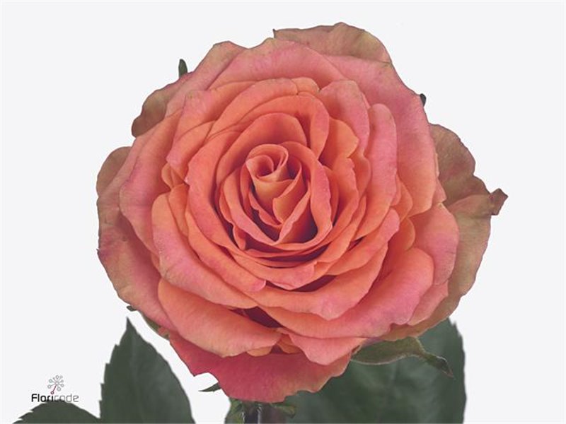 Vrtnica Love Pearl c3598