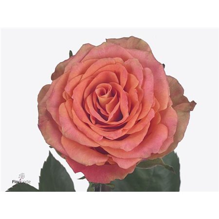 Vrtnica Love Pearl c3598