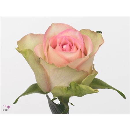 Vrtnica Lovely Jewel c3599