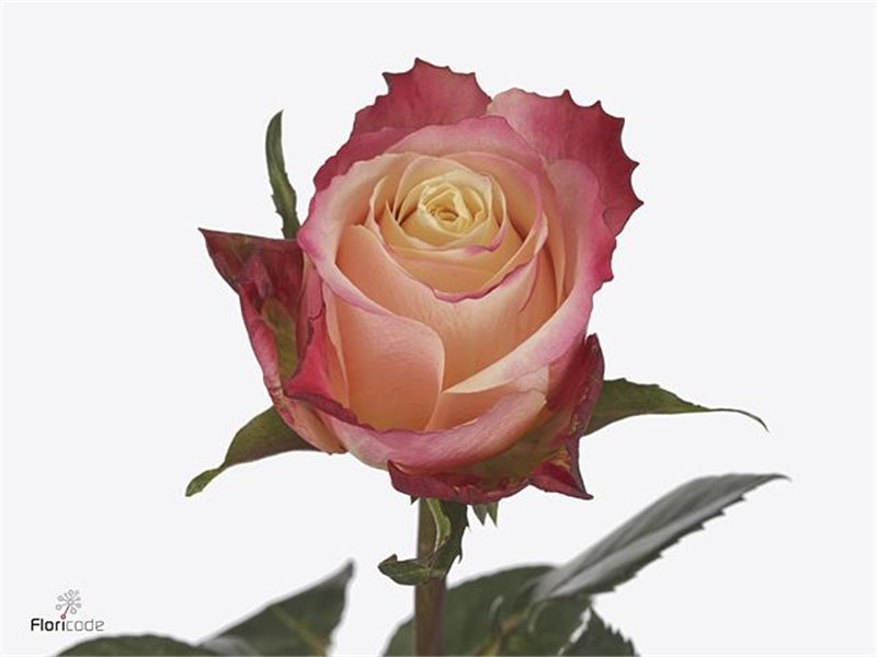 Vrtnica Lovely Jewel c3600