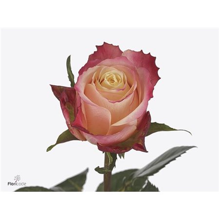 Vrtnica Lovely Jewel c3600