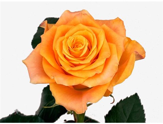 Vrtnica Marie-claire c3601