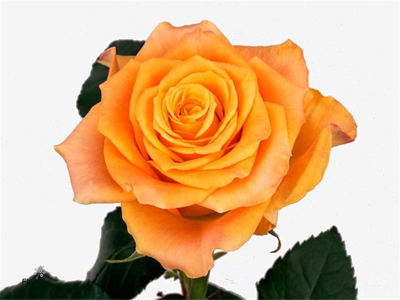 Vrtnica Marie-claire c3601