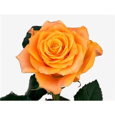 Vrtnica Marie-claire c3601