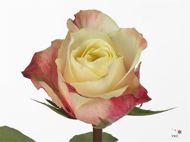 Vrtnica Marosa c3603