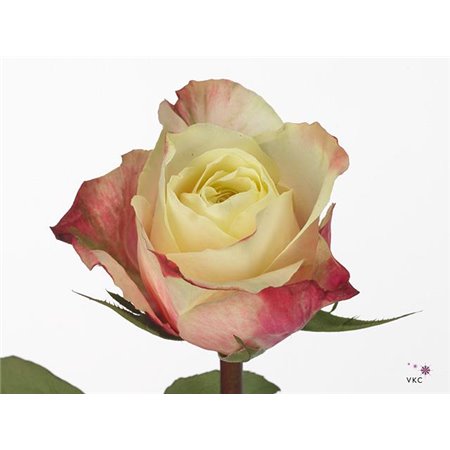 Vrtnica Marosa c3603