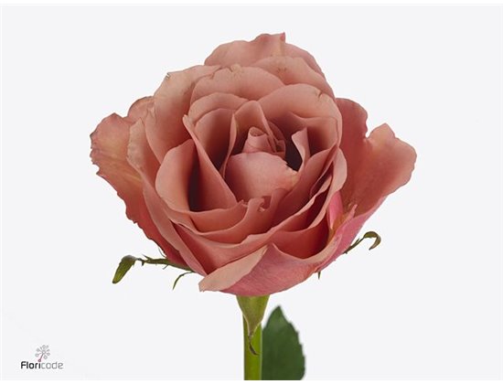 Vrtnica Miss Piggy Allure c3605