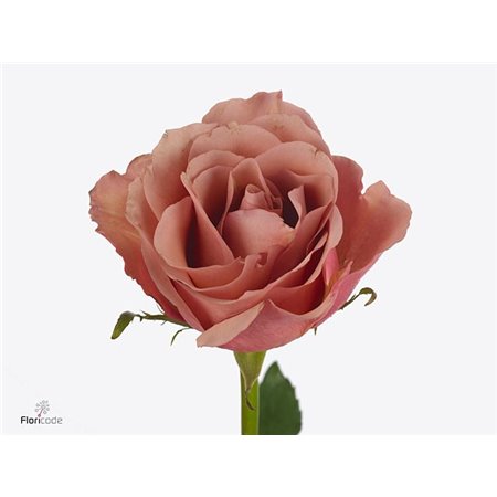 Vrtnica Miss Piggy Allure c3605