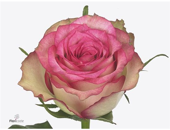 Vrtnica Monique c3609