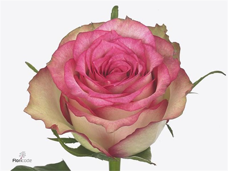 Vrtnica Monique c3609