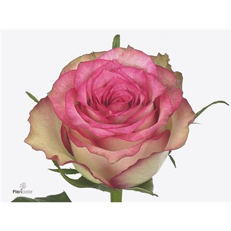 Vrtnica Monique c3610