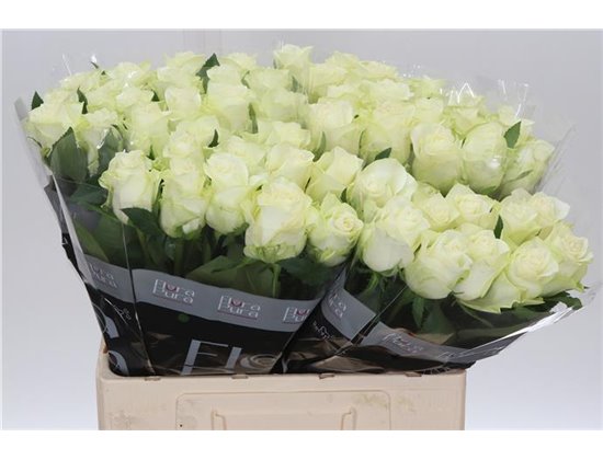 Vrtnica Mont Royal c3611