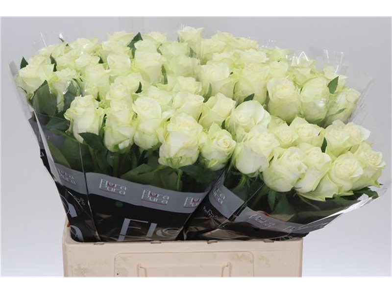 Vrtnica Mont Royal c3611