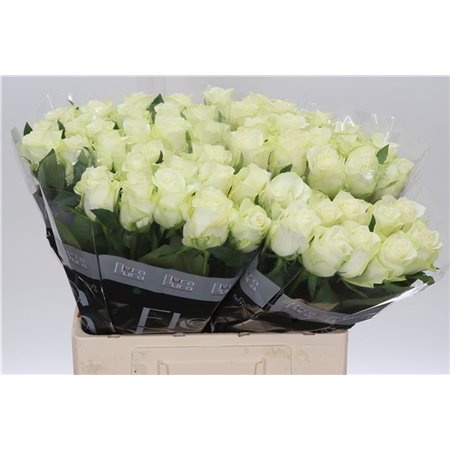 Vrtnica Mont Royal c3611