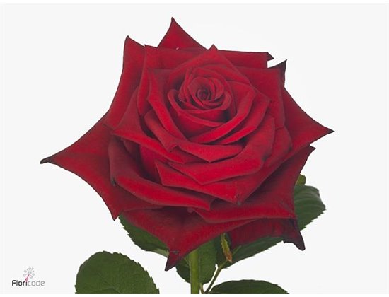 Vrtnica Monte Carlo c3612