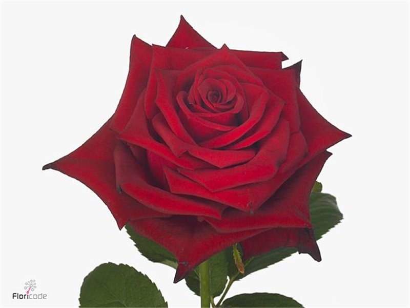 Vrtnica Monte Carlo c3612