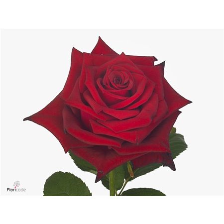 Vrtnica Monte Carlo c3612