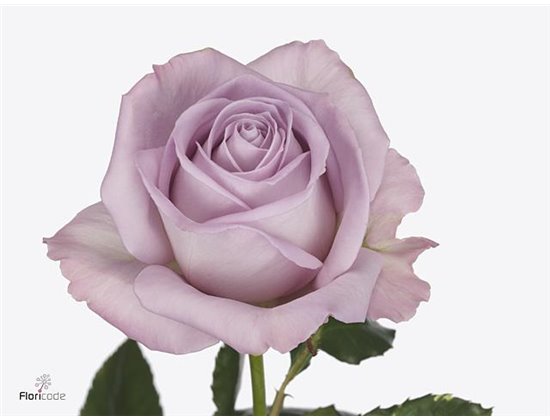 Vrtnica Nayeli X L c3615