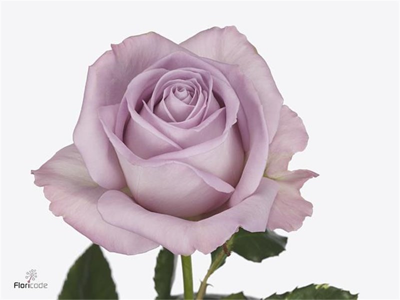 Vrtnica Nayeli X L c3615