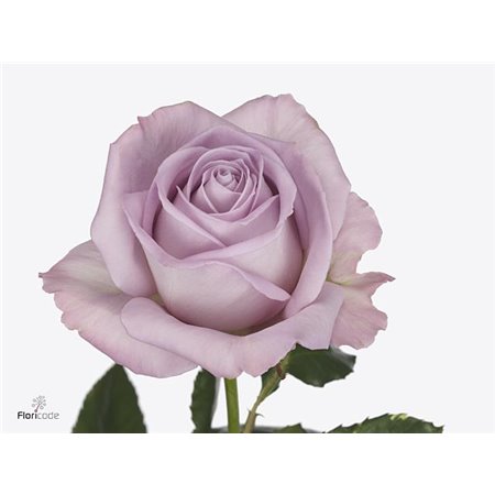 Vrtnica Nayeli X L c3615