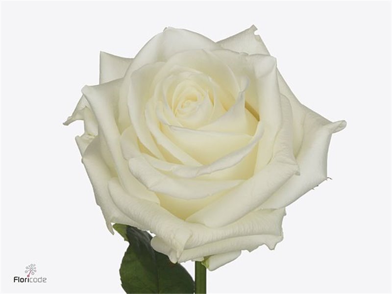 Vrtnica Nayeli X L c3616