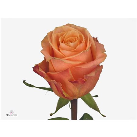 Vrtnica Olympus c3618