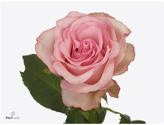 Vrtnica Paloma Steffi c3623