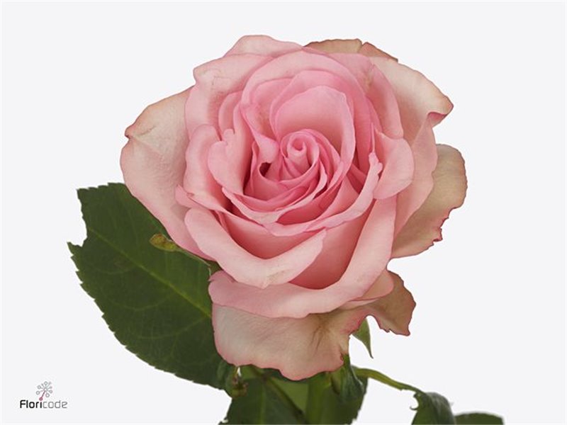 Vrtnica Paloma Steffi c3623