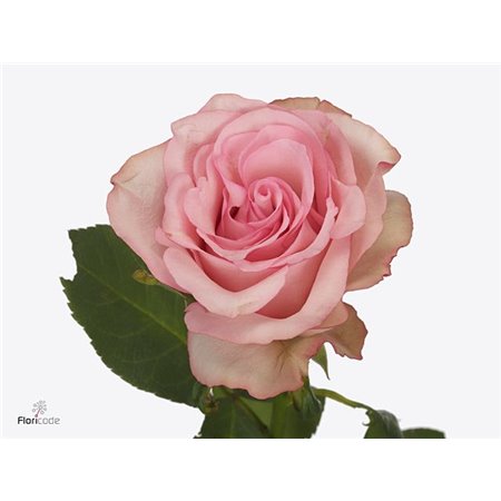 Vrtnica Paloma Steffi c3623