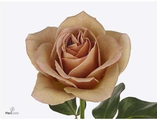 Vrtnica Parfum Cafe Latte c3624