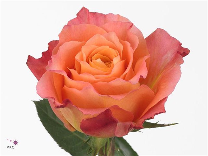 Vrtnica Parfum Free Spirit c3625